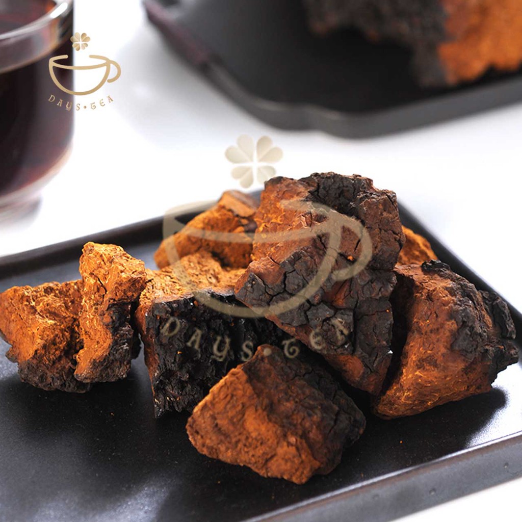 NẤM CHAGA 100G - HẠ ĐƯỜNG HUYẾT, GIẢM MỠ MÁU - Trà thảo mộc Daystea