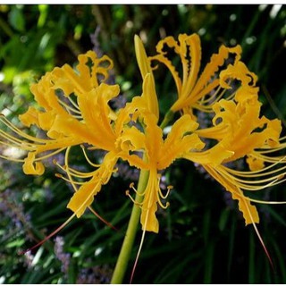 Củ giống hoa bỉ ngạn hoa màu vàng - 1 củ