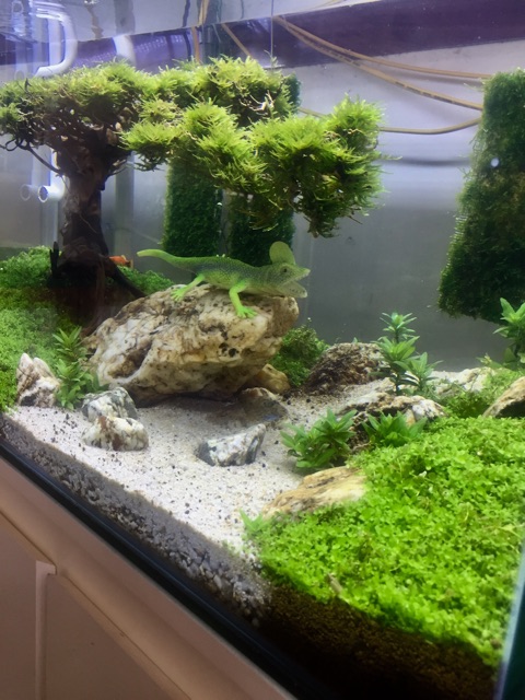 Bể cá Cây bonsai suối nước