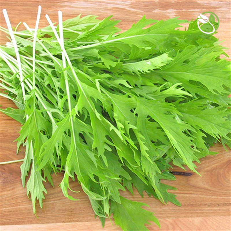 Hạt Giống Cải Bẹ Xanh Ngọt Đuôi Phụng PN-28 Phú Nông - Gói 20g - Serrate Leaf Chinese Tsoisim