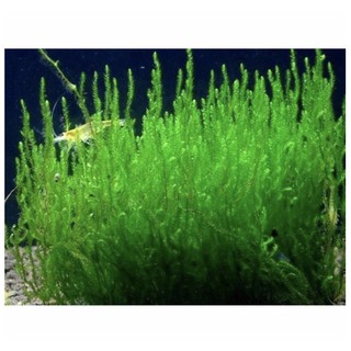 Rêu Thủy Sinh Flame: Rêu Lửa