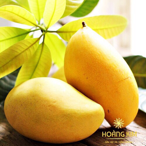 💥 500g Bánh xoài Nha Trang loại 1 - 100% từ xoài tươi 💥