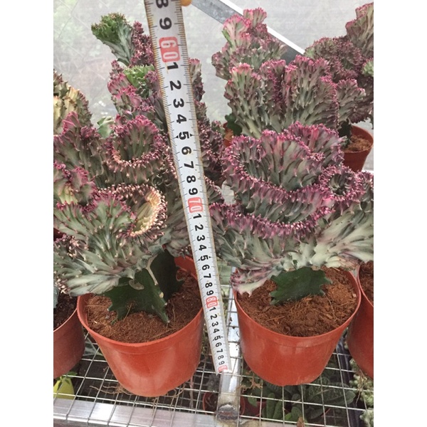 Cây xương rồng vạn lý trường thành cẩm thạch euphorbia lactea cristata
