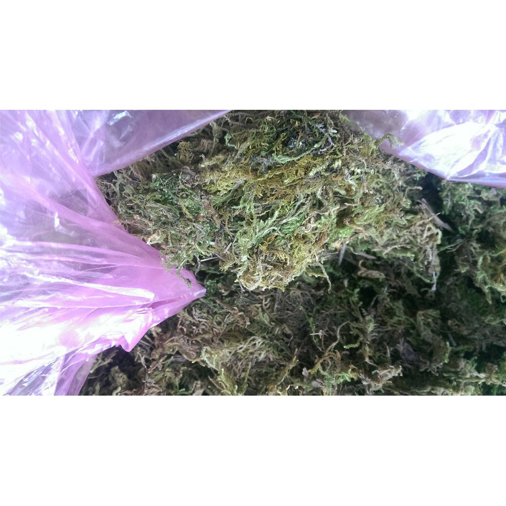Bán buôn Rêu rừng trồng lan đã qua xử lý -300 gr bao đẹp