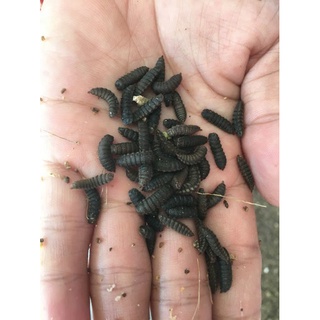 KÉN RUỒI LÍNH ĐEN (SÂU CANXI) 200GR
