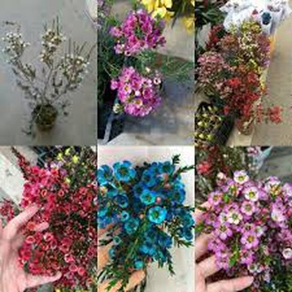 Cây Thanh liễu, bầu cây lớn, hoa cực đẹp (chọn màu hoa) - gửi nguyên bầu