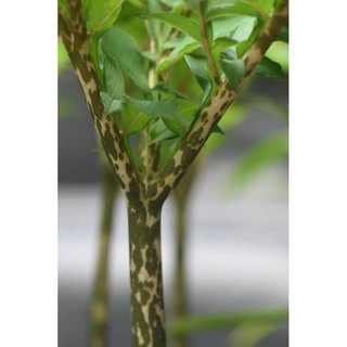 cây khoai cảnh