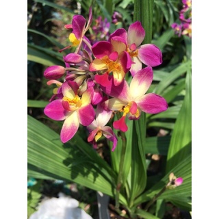 Địa lan chu đỉnh tím