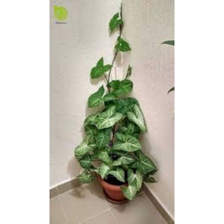 Cây tróc bạc hay trầu bà leo cây rễ trần dài 45_60 cm