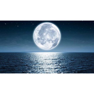 Tranh dán bể cá 3D