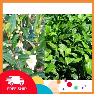 Cây Giống Chè Xanh - Cây Giống Trà Xanh