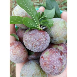 CÂY GIỐNG MẬN HẬU-MẬN TAM HOA SIÊU NGON SIÊU QUẢ- CAM KÊT GIỐNG CHUẨN F1