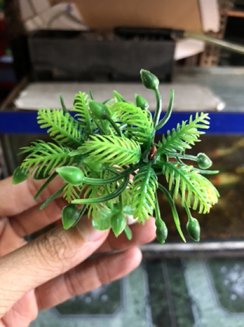DỪA TRANG TRÍ HỒ CÁ NON BỘ CAO 7CM