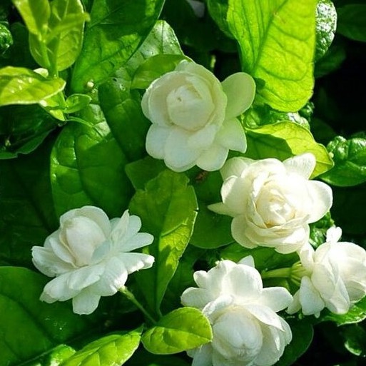 Cây hoa Lài ướp trà ( lài Tiểu Thư, hoa Nhài) hương thơm ngào ngạt