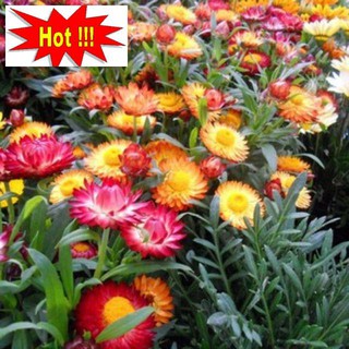 Hạt giống hoa cúc bất tử mix nhiều màu
