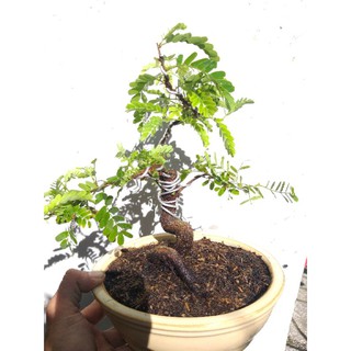 Me Thái bonsai mini chậu oval