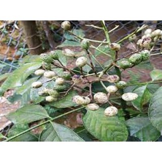 Cây giống cây húng vịt
