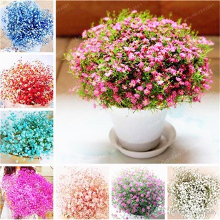 Hạt giống hoa Baby nhiều màu dễ trồng Gypsophila paniculata seeds