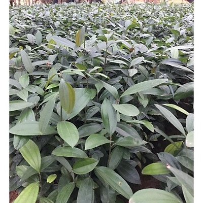 Combo 5 cây quế giống
