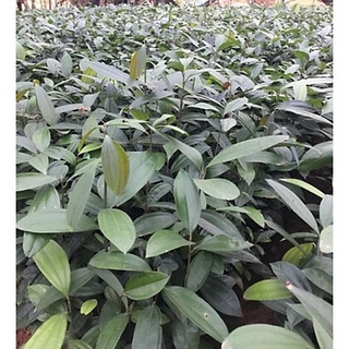 Combo 5 cây quế giống