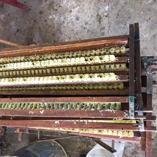 Combo 1 kg Sữa Ong Chúa Lâm Đồng