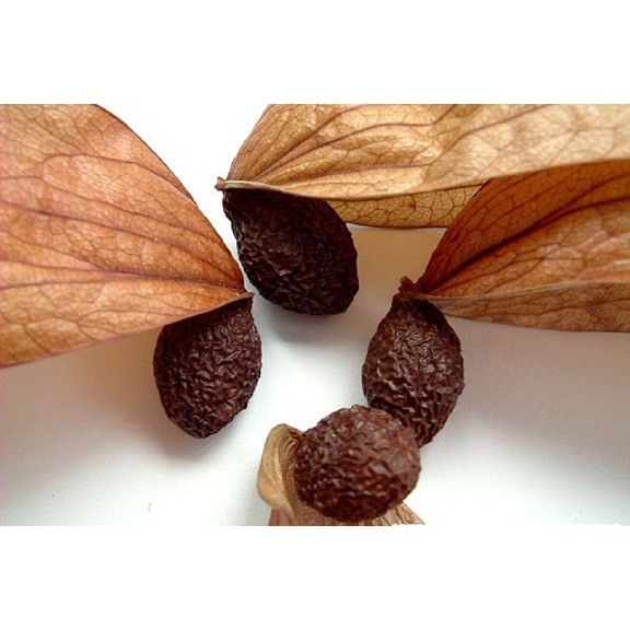 Hạt đười ươi 1kg