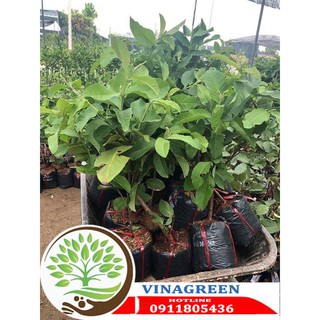 ổi nữ hoàng