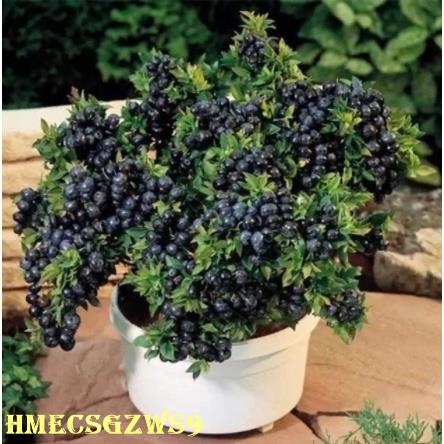 Hạt giống cây việt quất có tỷ lệ nảy mầm cao và phát triển nhanh 20h