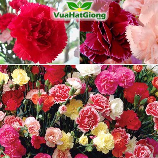 Hạt Giống Hoa Cẩm Chướng Cánh Kép Nhiều Màu