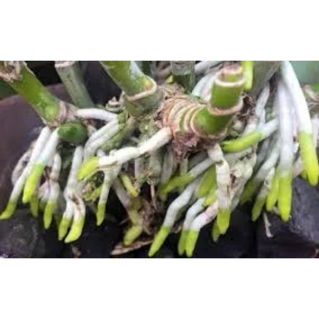 Combo 20 viên GA3 Nhật  kích thích ra đọt mạnh, bật chồi, lá to xanh bóng mướt, siêu ra rễ, lớn trái, to hạt