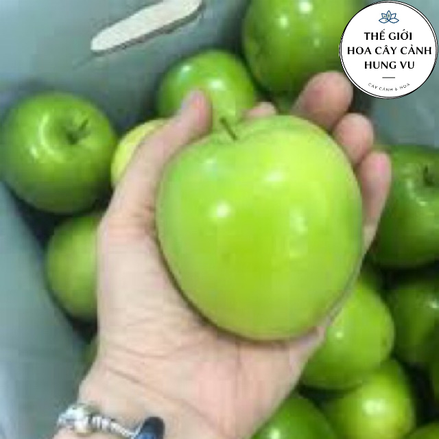 Cây táo đài loan giống - Táo lê quả to mã đẹp, giòn, ngọt (Ảnh thật số 2).