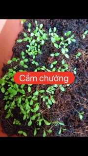 COMBO  HẠT GIỐNG TÙY CHỌN