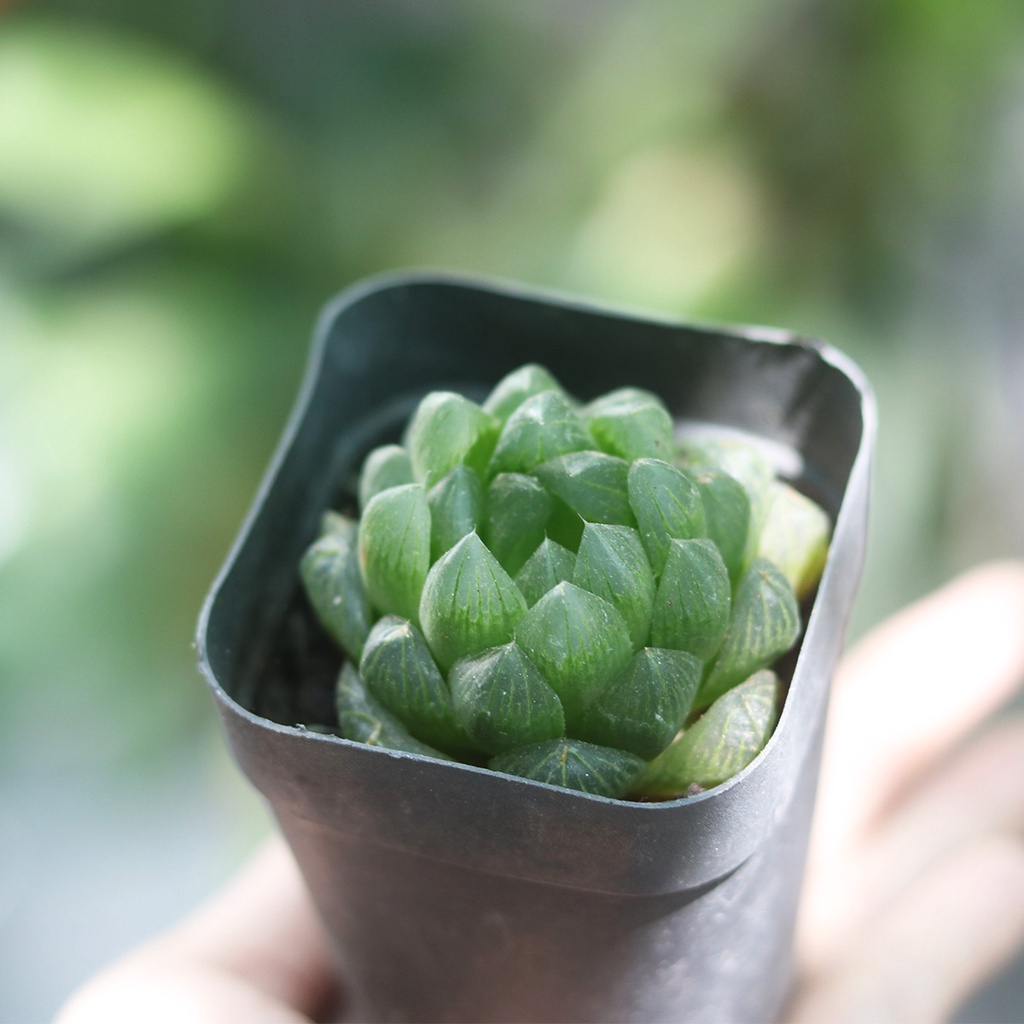 Sen đá Haworthia nhiều loại, size chậu 8cm