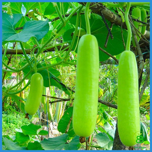 HẠT GIỐNG BẦU TRÁI DÀI F1 - GÓI 10 HẠT