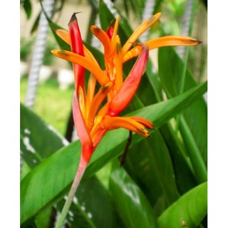 cây giống hoa chuối mỏ két
