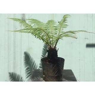 dương xỉ thân gỗ lùn mini (củ giống tặng hom giống trầu bà leo)