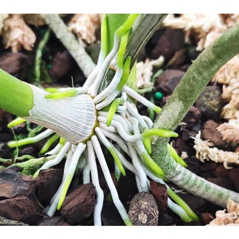 Phân trùn quế dạng viên nén Cuốc Vàng - Phân hữu cơ trùn quế cao cấp - Chuyên dùng cho lan, hoa hồng, cây cảnh