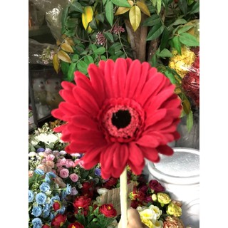 Hoa đồng tiền chuẩn Thái