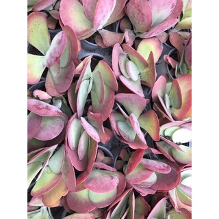 Sen đá Cánh Bướm 12-13cm
