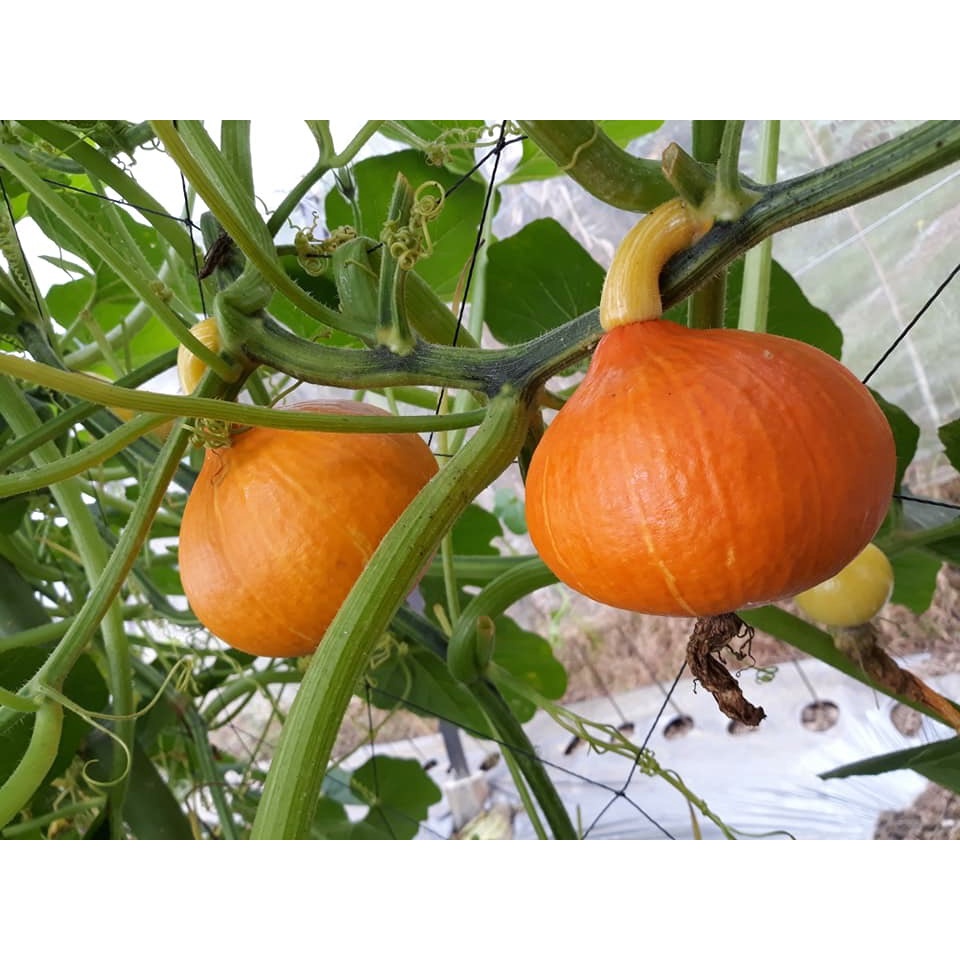 Hạt giống Bí đỏ mini  dễ trồng TOTT's fertilizer