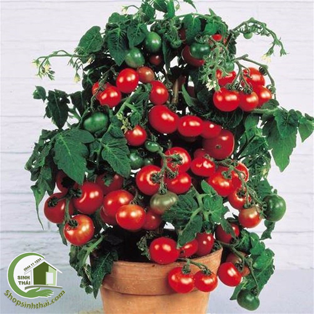 Hạt Giống Cà Chua Bi - Nảy Mầm Cực Chuẩn