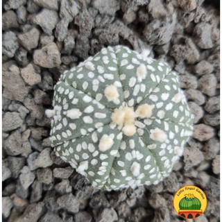 [HÀNG HIẾM] Aster Super Kabuto 6 múi, 7 múi