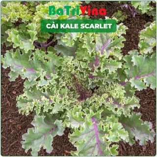 Kale Scarlet - Hạt giống cải xoăn tím nhập Mỹ Johnny's Select Seed, cây khỏe, chịu nhiệt tốt, trồng quanh năm