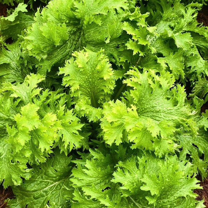 Gói 100 hạt giống cải wasabi Nhật Bản - tỷ lệ nảy mầm 95%