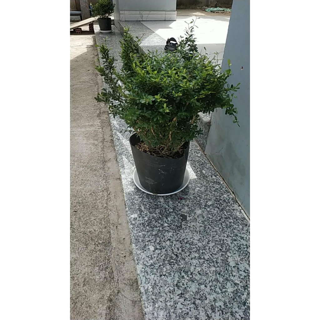 Cây Linh Sam - cây bonsai - Cây cảnh trong nhà + Tặng phân bón cho cây mau lớn