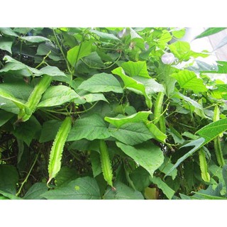 [GIÁ GỐC] Hạt Giống Đậu Rồng ( Đậu Khế ) - 10 hạt