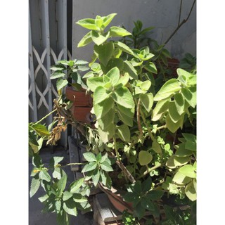 Cây tần dày lá (húng chanh)