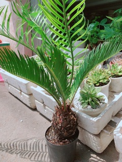 Cây Vạn tuế