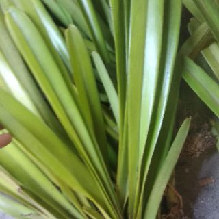 Hoa Lan Kiếm Tiên Vũ