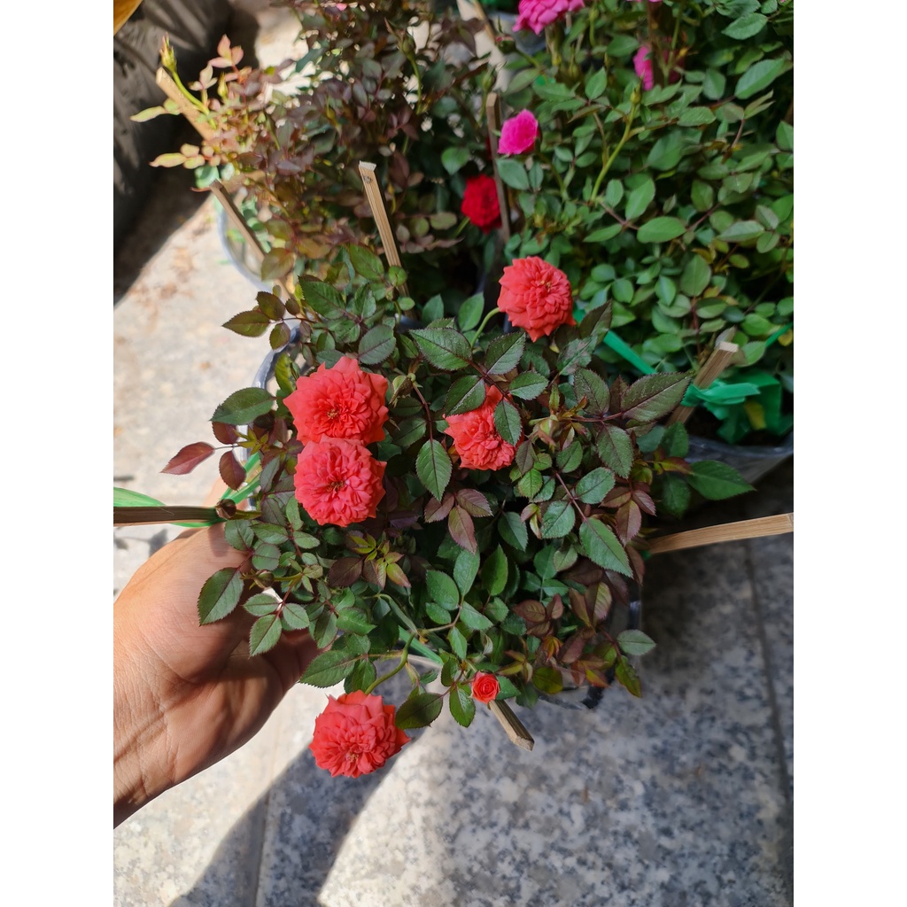 CÂY HOA HỒNG TỈ MUỘI 3 MÀU ,, Hoa giống, dễ trồng GIÁ RẺ, nở quanh năm, Cây Tươi Nguyên CTN0910
